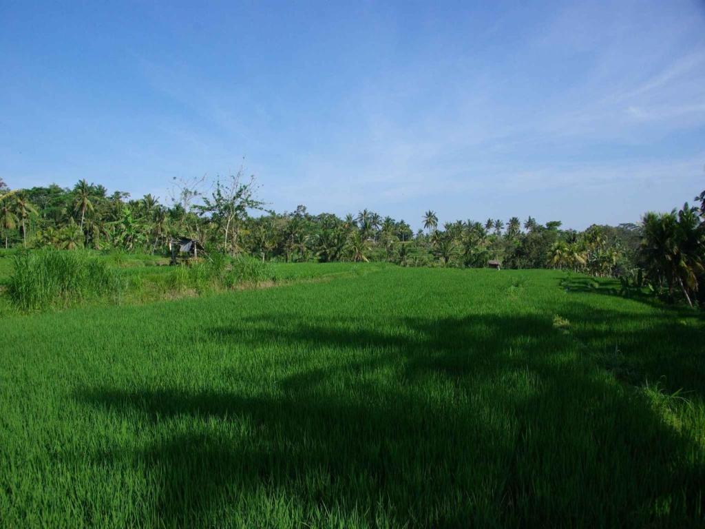 Omah Apik Ubud Exterior foto