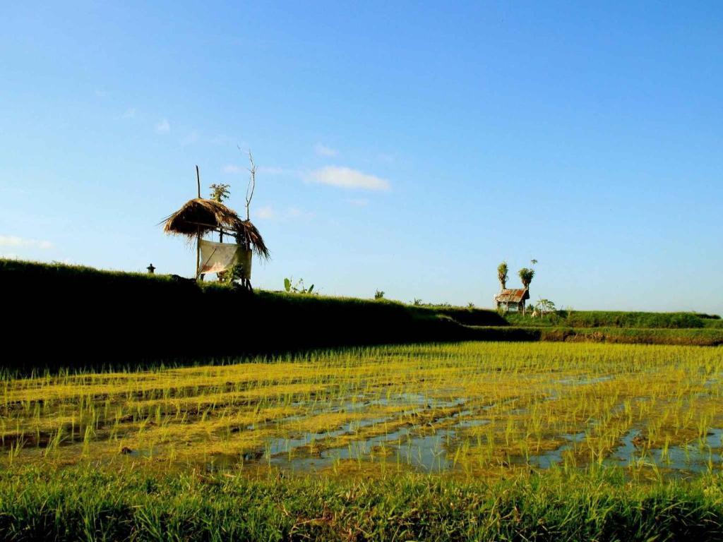 Omah Apik Ubud Exterior foto